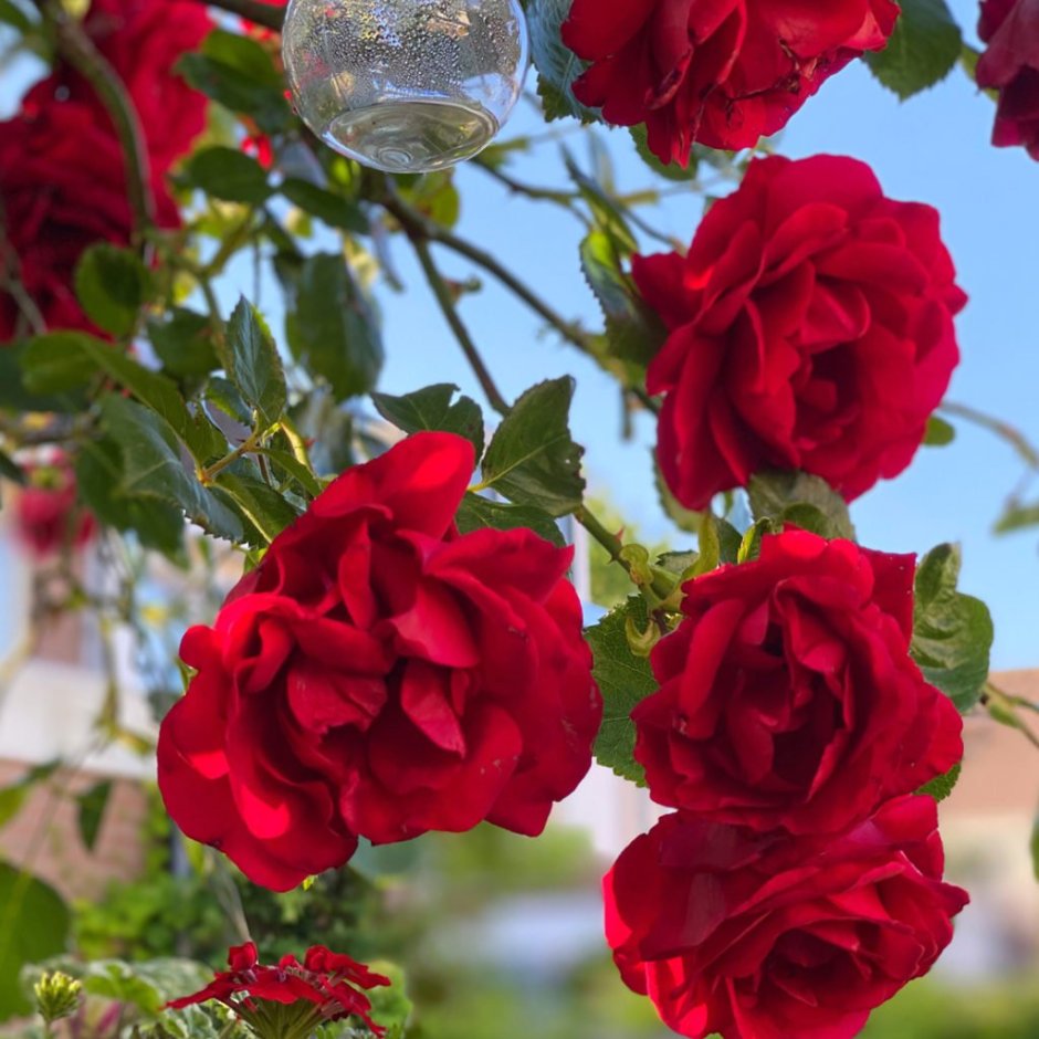 Сорт розы Амадеус
