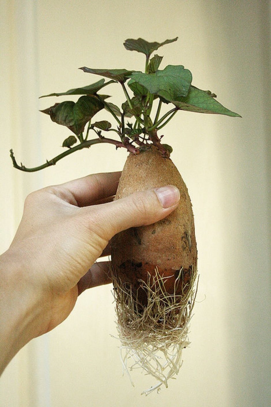 Домашний цветок картошка