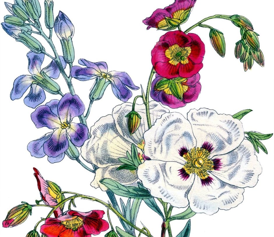 Рисунок "цветы" с Синеглазкой