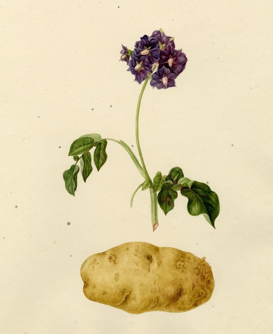 Solanum tuberosum гербарий