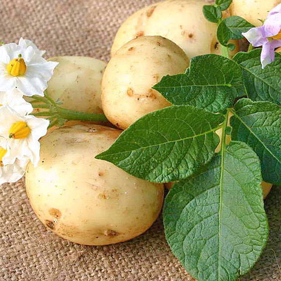Картофель Наташа