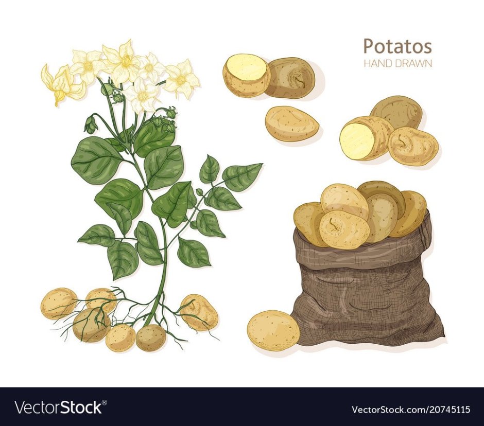Картошка Ботанический рисунок