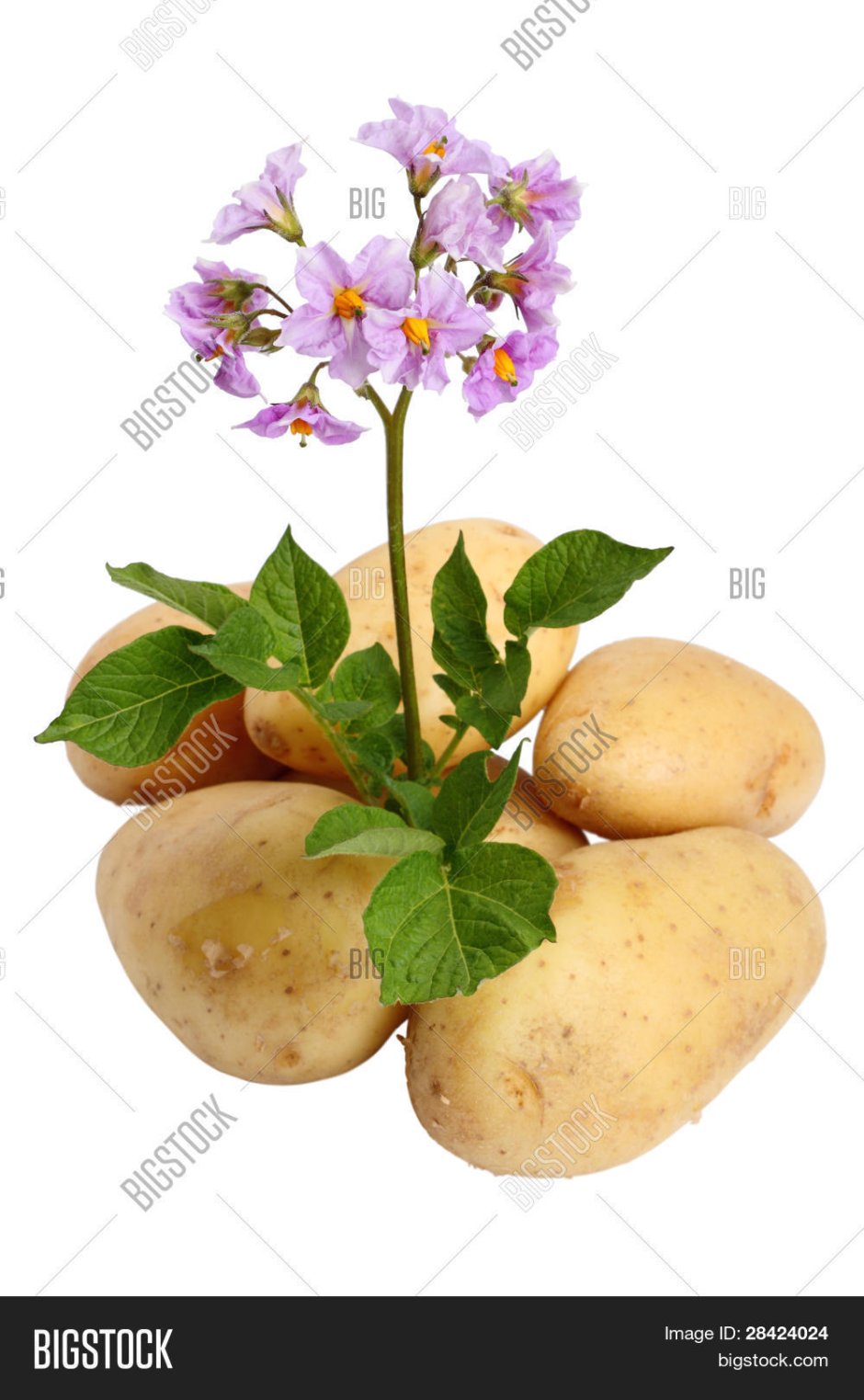 Цветочки на картошке