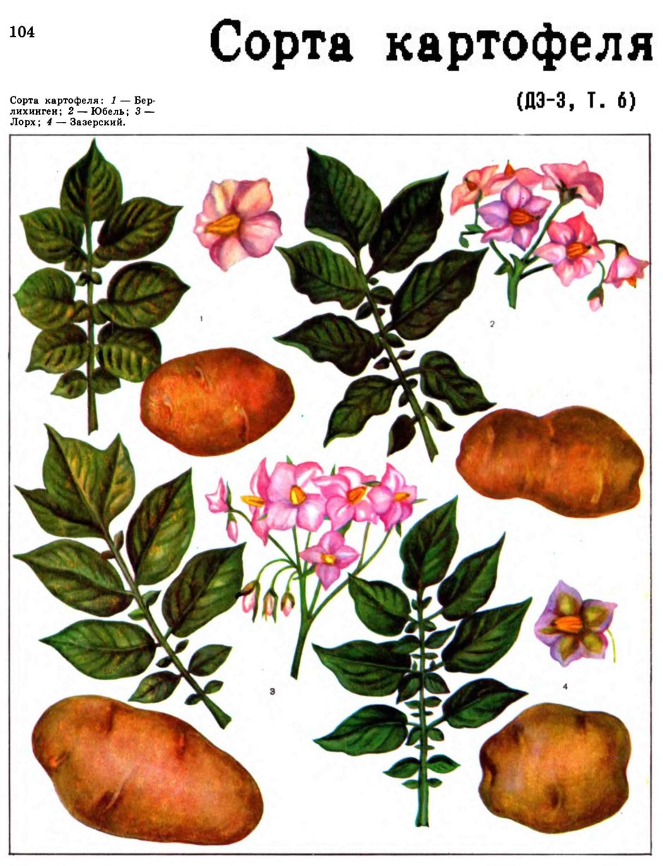 Цветок картофеля картинка для детей