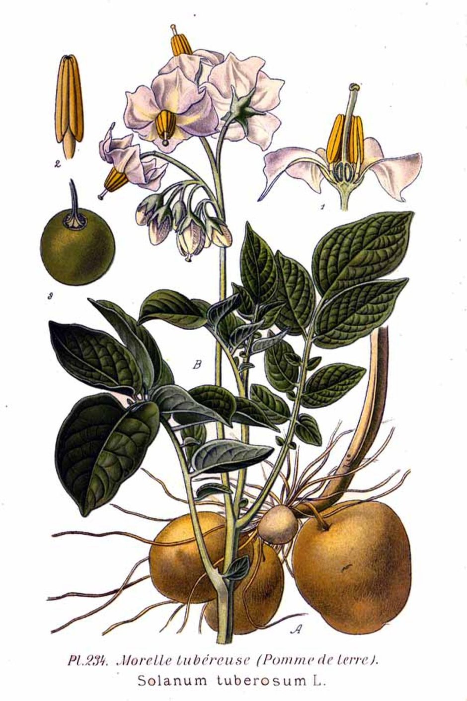 Solanum tuberosum растение