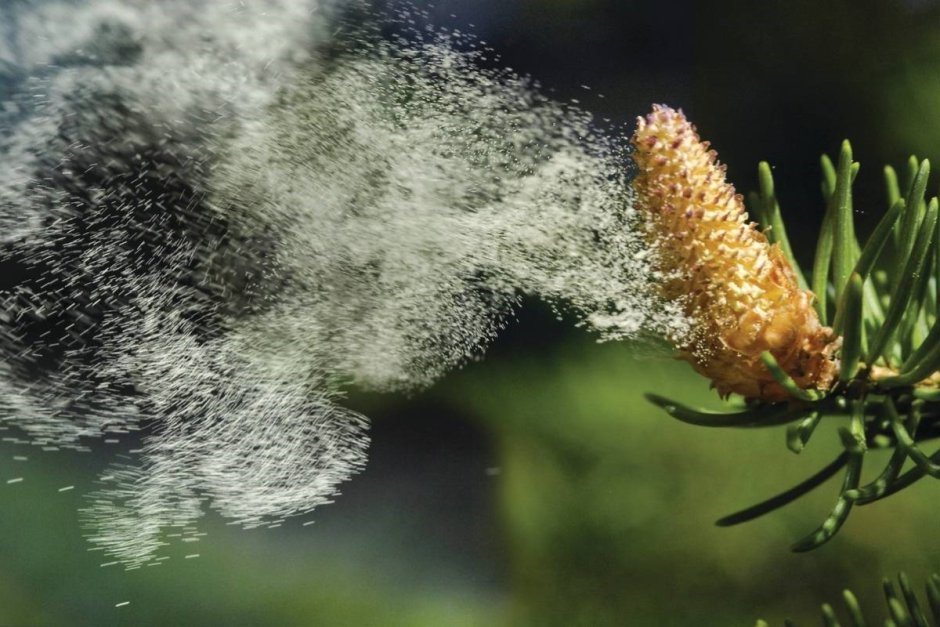Тополиная пыльца