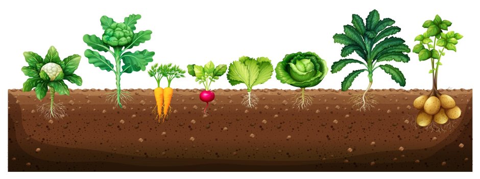 Овощи которые растут под землей