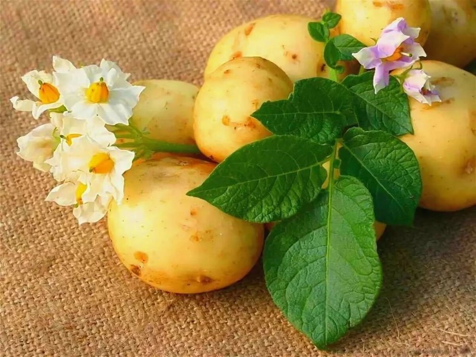 Картофель Зорачка