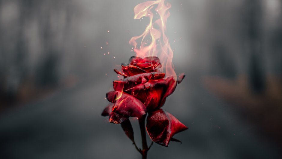 Цветок в огне