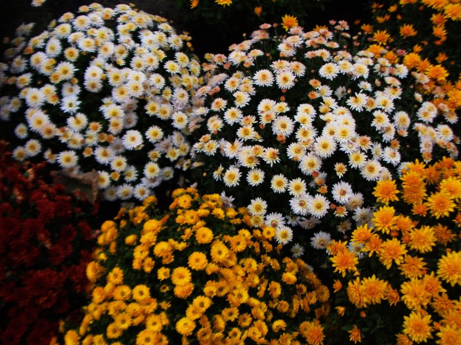Хризантема мультифлора шаровидная