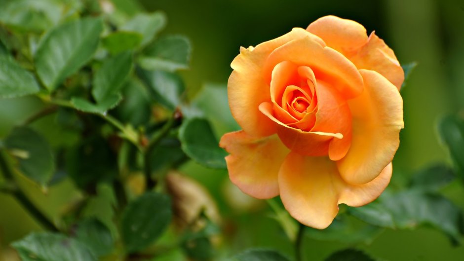 Peach Garden роза