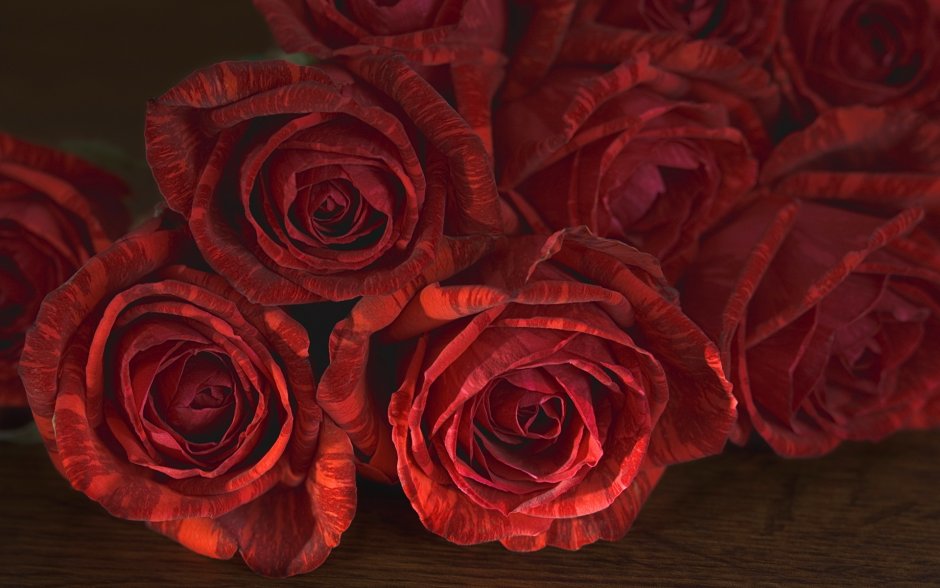 Цветы розы бордовые