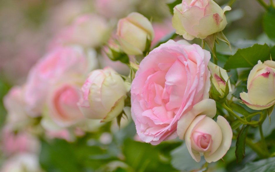 Кустовые розы нежно розовые