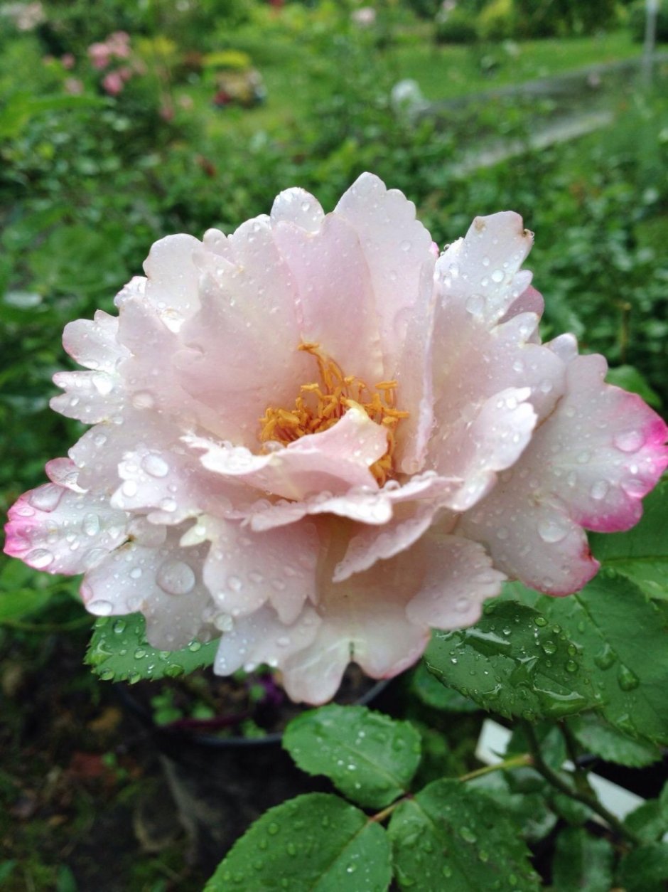 Роза Тилия японской селекции энциклопедия роз