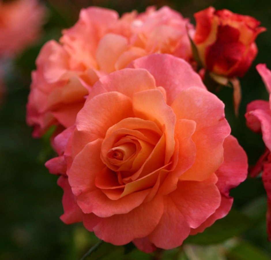 Роза чайно-гибридная августа Луиза