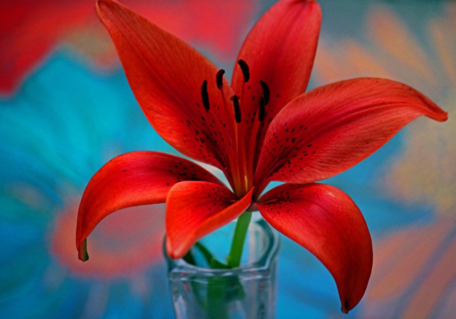 Королевская Лилия цветок красная