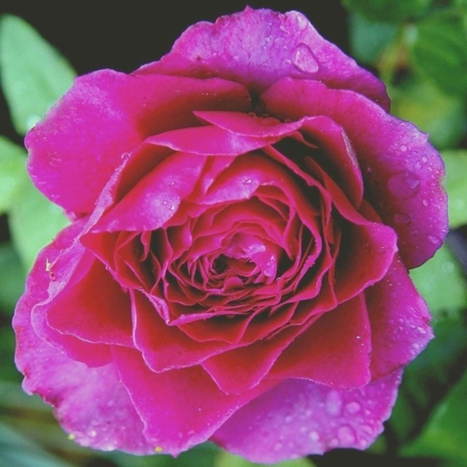 Роза флорибунда перпл Харт