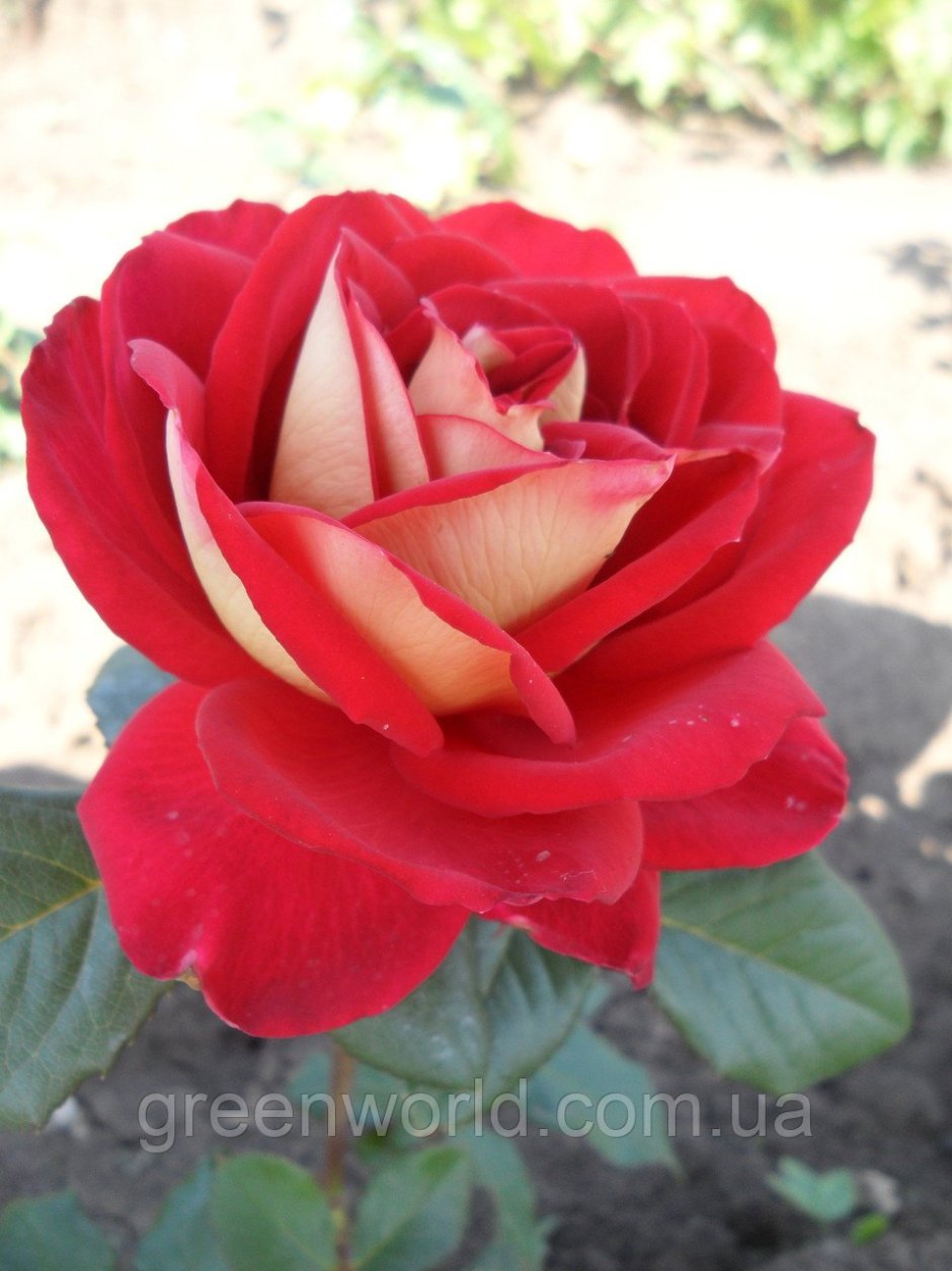Роза чайно-гибридная Нью фейшен