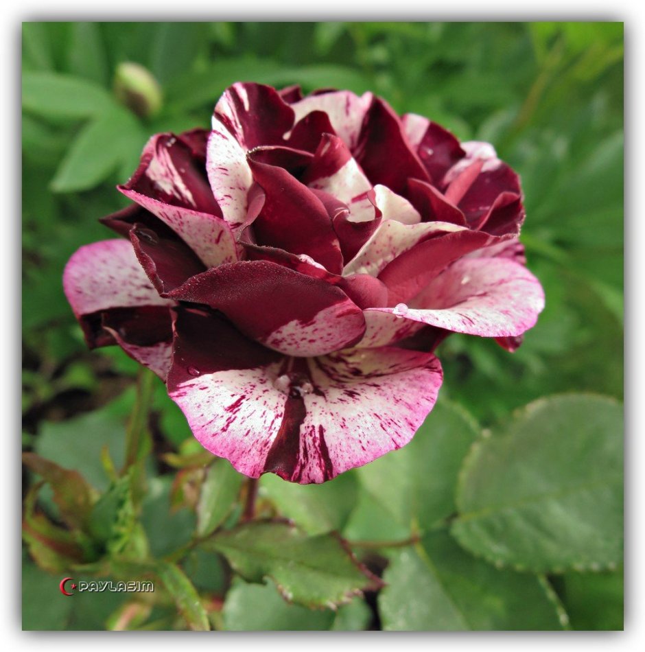 Роза чайно-гибридная Имэджин