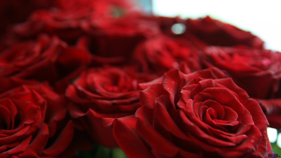 Тёмно красные розы