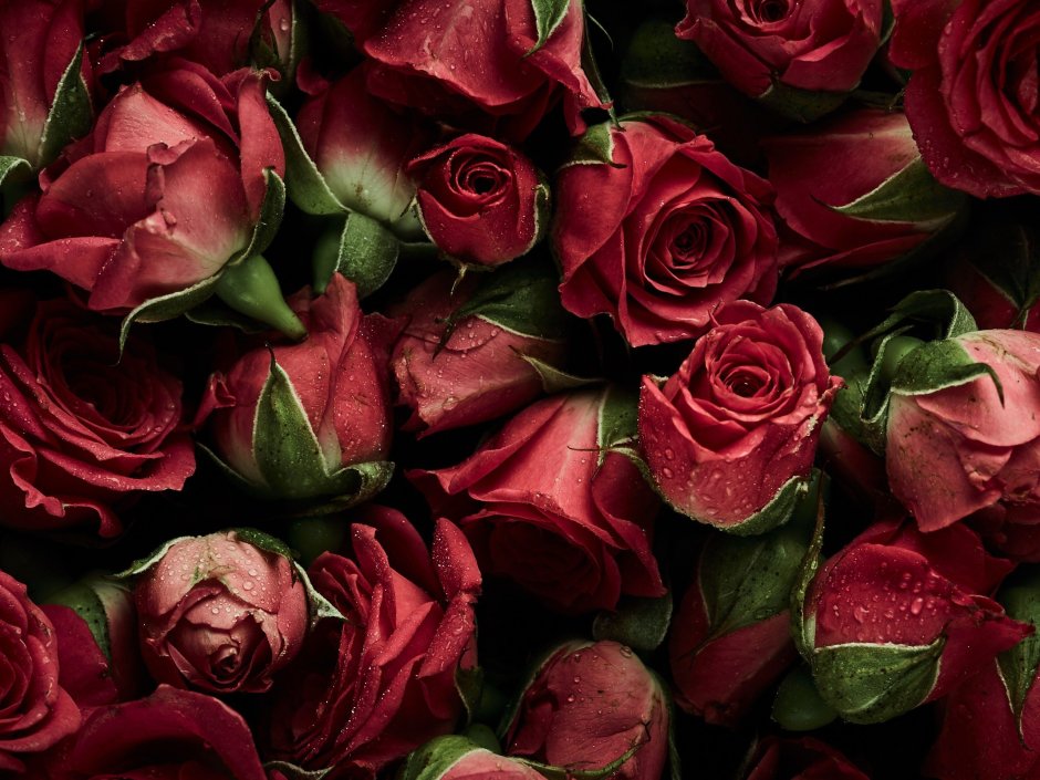 Красно бордовые розы