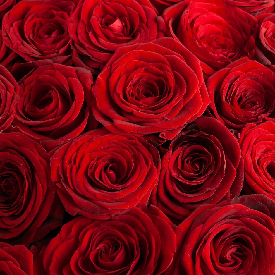 Ред Париж роза Эквадор