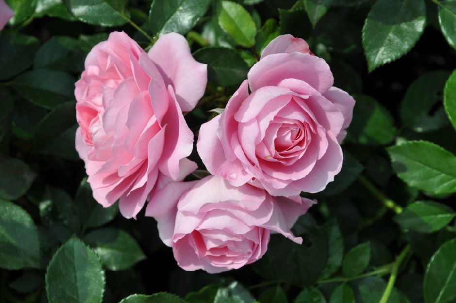 Rosenfee роза
