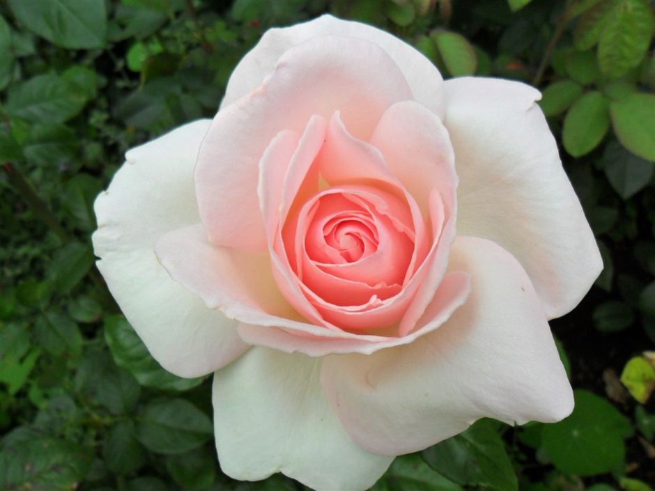 Роза чайно-гибридная принц Жардиньер