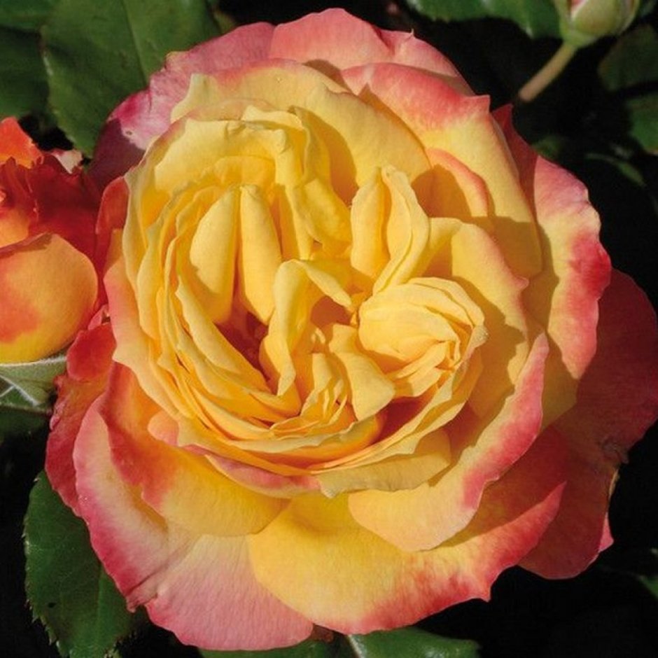 Jean Piat роза