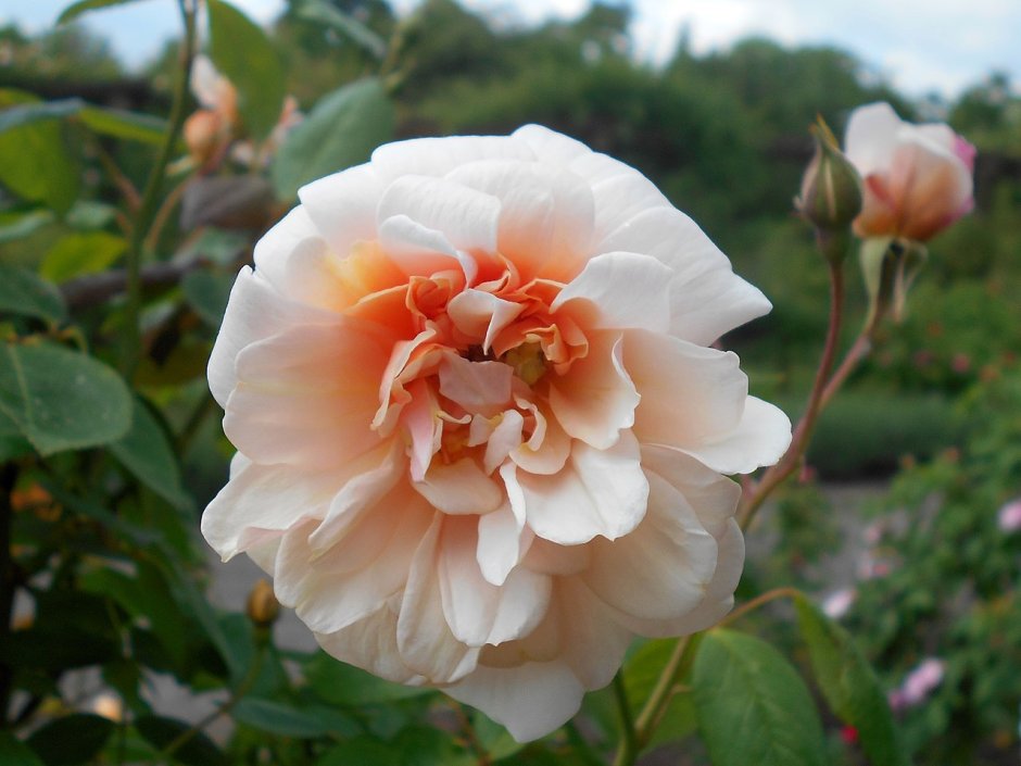 Rosa ‘Perle d’or’