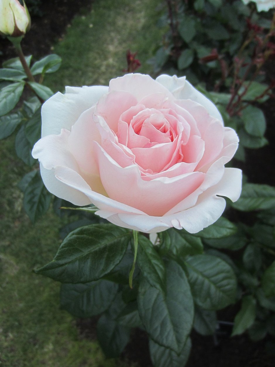 Роза Francis Meilland