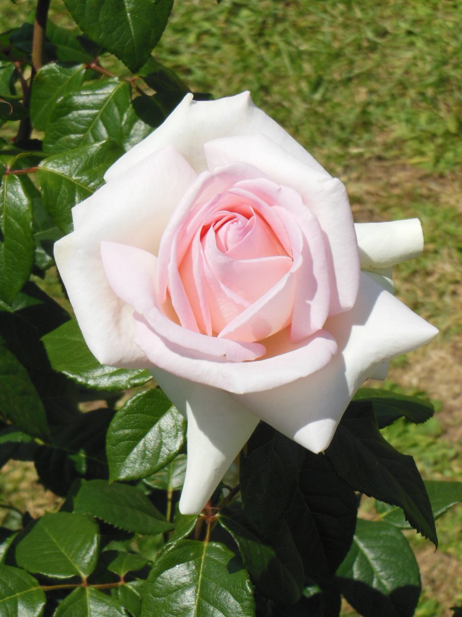 Роза Розето