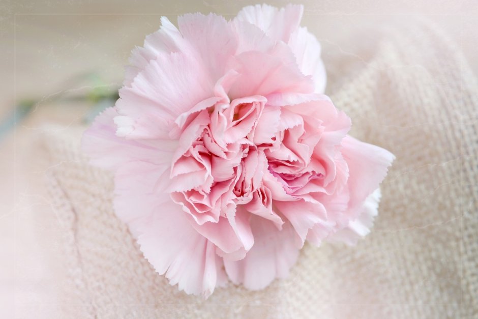 Диантус цветы розовые