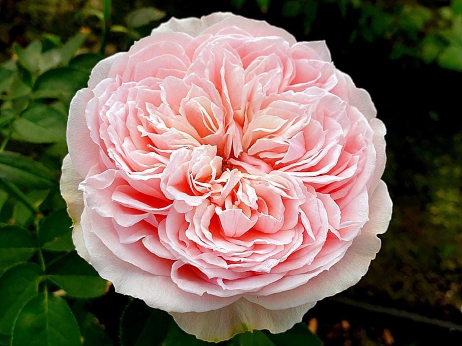 Сенлитсу роза японская