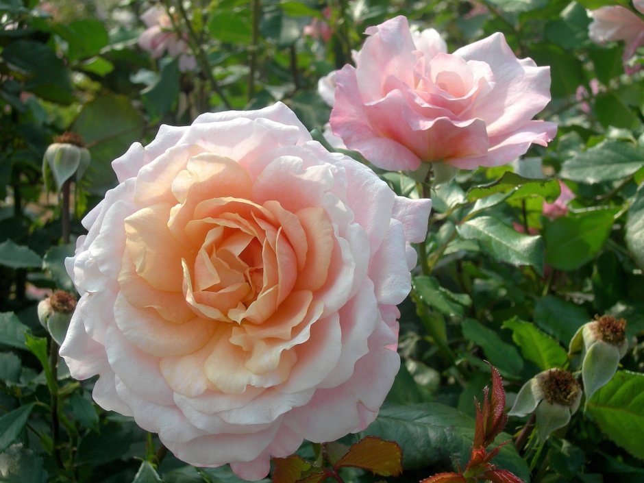 Chateau Barbeyrolles роза