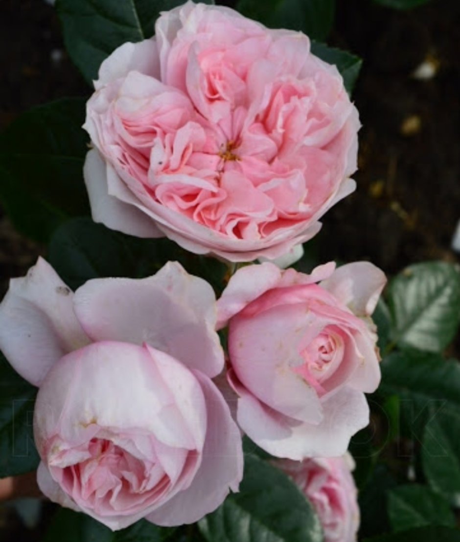 Роза Шато берберолис (грандифлора)