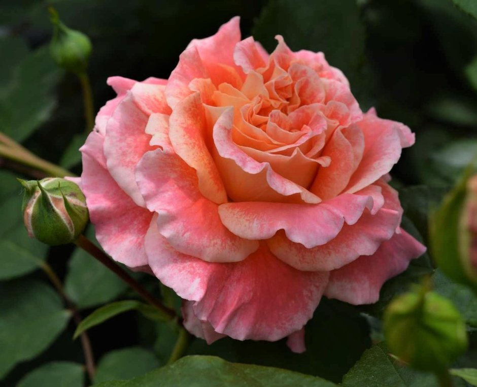Rosa (роза) Chateau de la Galoisiere