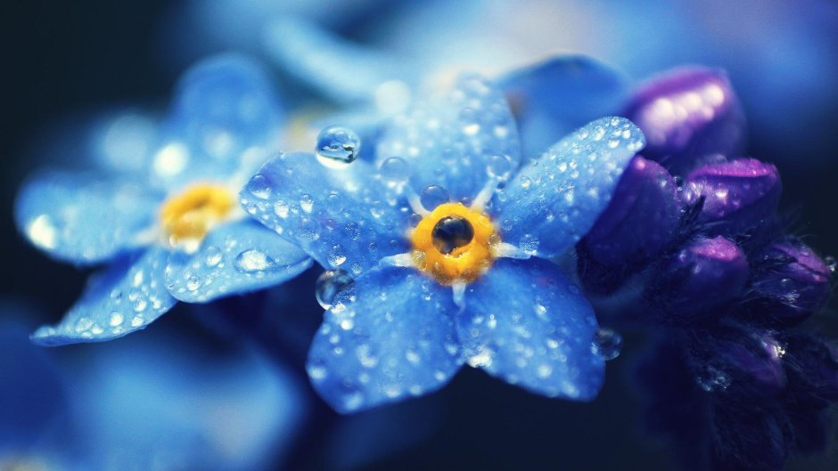 Голубые цветочки незабудки