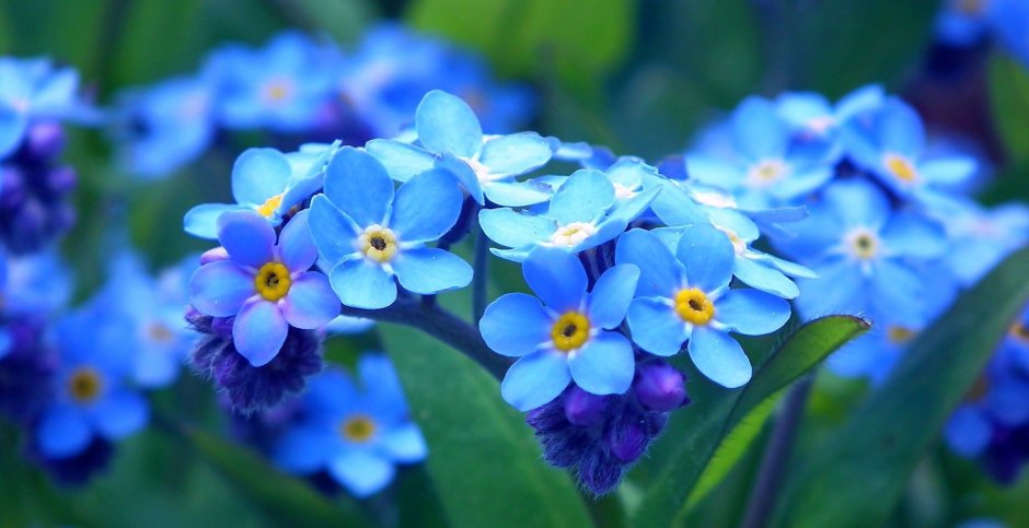 Незабудка синие цветочки