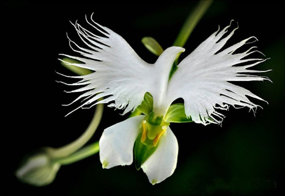 Хабенария Орхидея