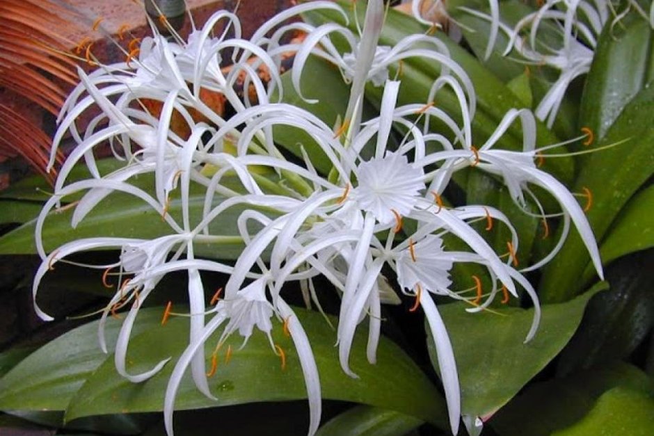 Цветок Гименокаллис Карибский