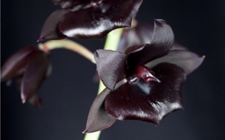 Орхидея фаленопсис черная бархатная