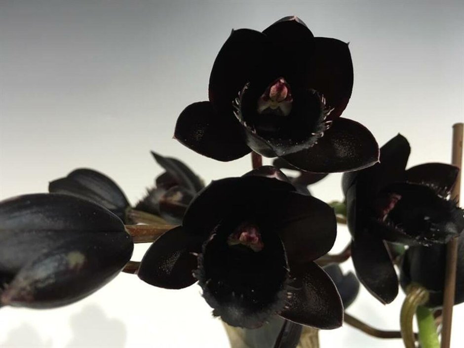 Черная Орхидея Fredclarkeara