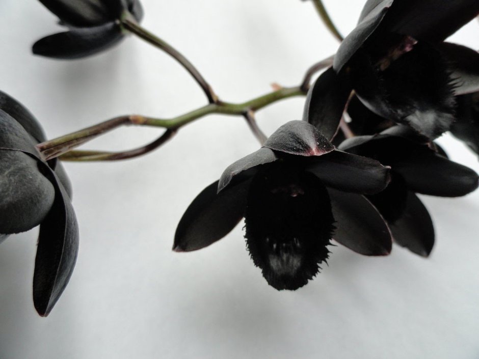 Орхидея фаленопсис черная