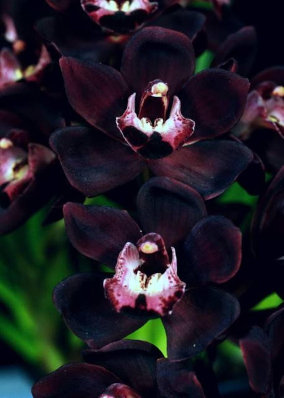 Орхидея Цимбидиум Миднайт