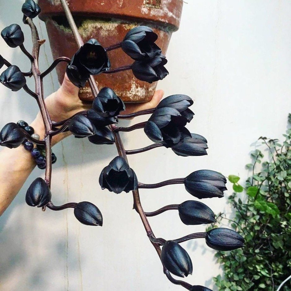 Черная Орхидея в Ботаническом саду