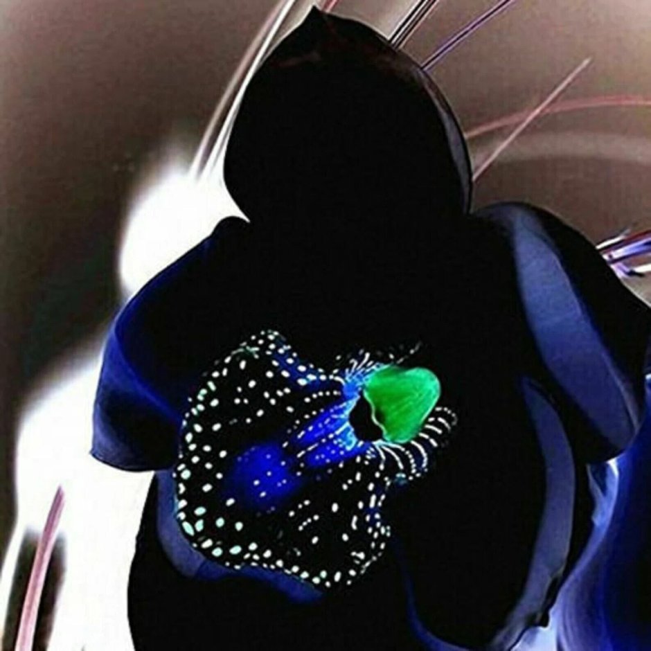 Черная Орхидея цветок
