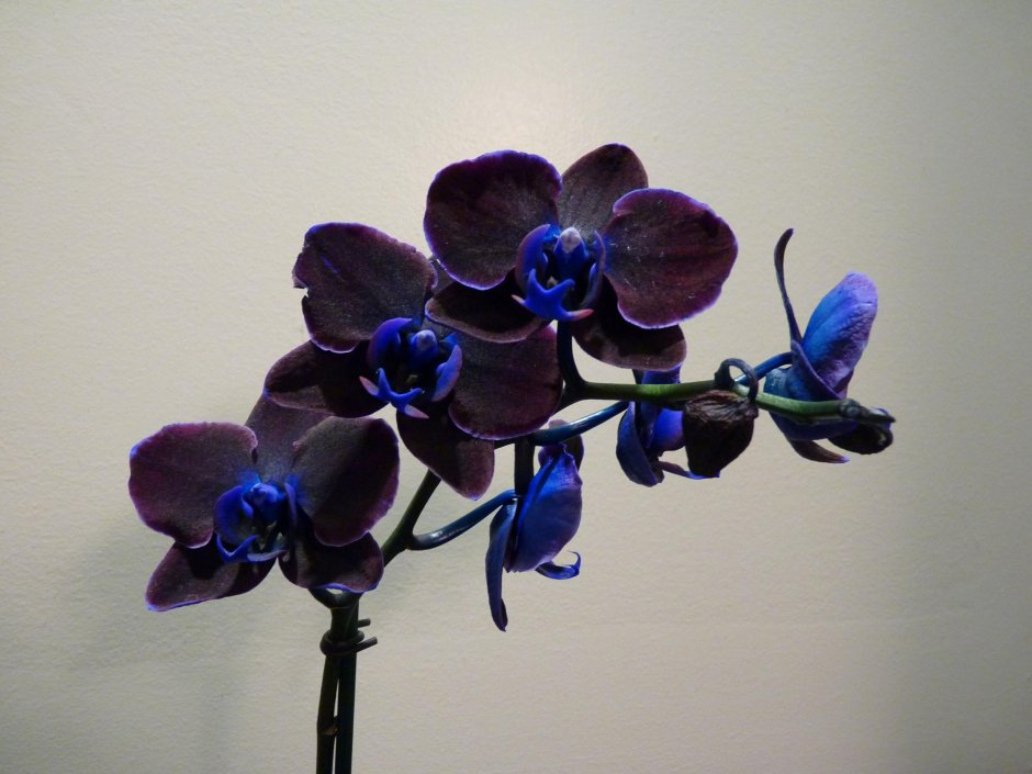 Орхидея Блэк принц