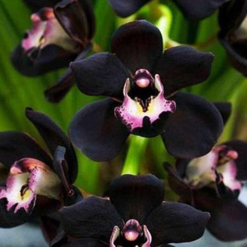 Орхидея Цимбидиум черная
