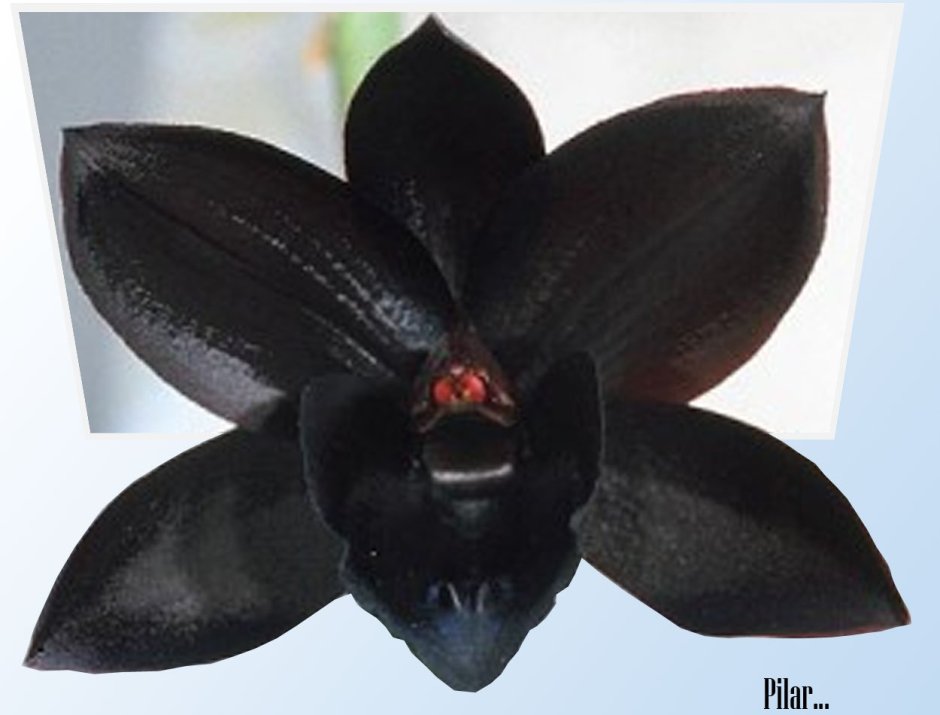 Орхидея Миднайт